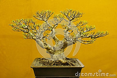 Bonsai tree, Ficus Microcarpa, Bonsai tree exhibition at Pune. Stock Photo