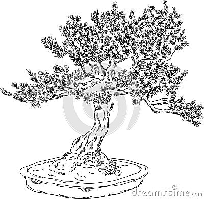 Bonsai tree Vector Illustration