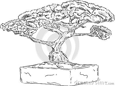 Bonsai tree Vector Illustration