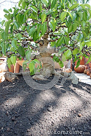 Bonsai tree in jardiniere. Stock Photo