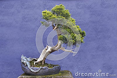 Bonsai tree Juniper China (Juniperus chinensis) Stock Photo