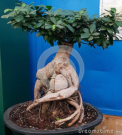 Bonsai tree that looks like a living creature, photographed in Bloemfontein, South Africa Stock Photo