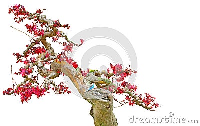 Bonsai tree loropetalum chinense or chinese fringe flower Stock Photo