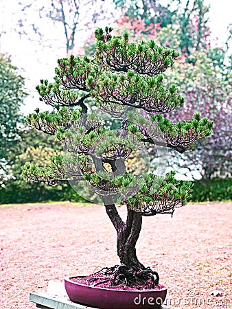 The bonsai tree in pink flowerpot standing in the botanical garden, feeling freshness in the morning. Autumn and winter season. Stock Photo