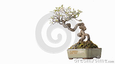 Bonsai tree Small tree in a flower pot White Stock Photo