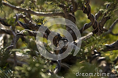 A bonsai tree of the species Juniperus thurifera, Spain Stock Photo