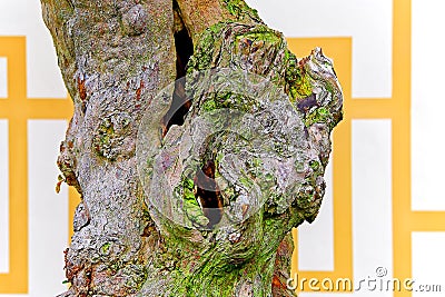 Bonsai tree trunk of loropetalum chinense Stock Photo