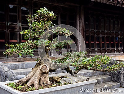 Bonsai tree in Vietnamese temple Stock Photo