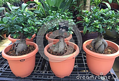 Bonsai trees Editorial Stock Photo