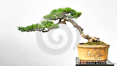 Bonsai yew podocarpus potted landscape miniascape dishgarden Stock Photo