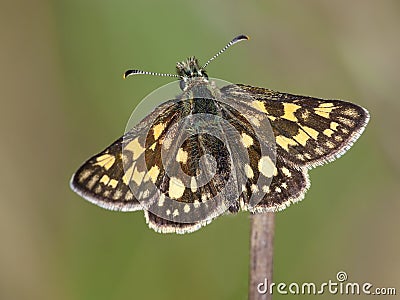 Bont dikkopje, Chequered Skipper, Carterocephalus palaemon Stock Photo