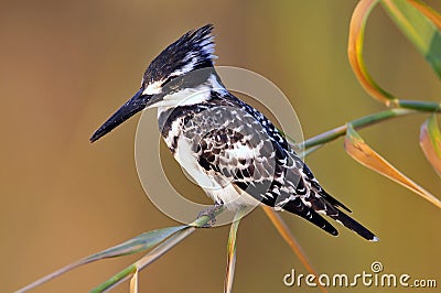 Bonte IJsvogel, Pied Kingfisher, Ceryle rudis Stock Photo