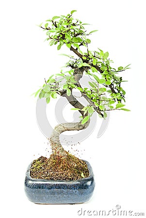 Bonzai Stock Photo