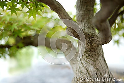 Bonzai Stock Photo