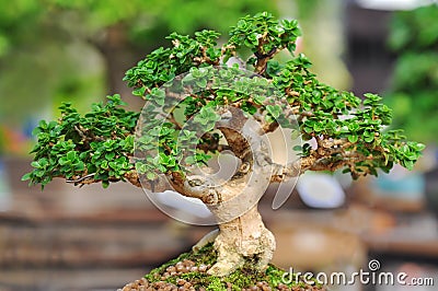 Bonzai plant Stock Photo