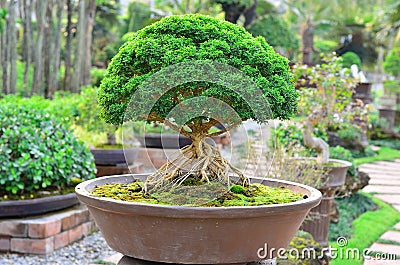 Bonzai plant Stock Photo