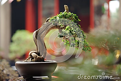 Bonzai Tree Stock Photo