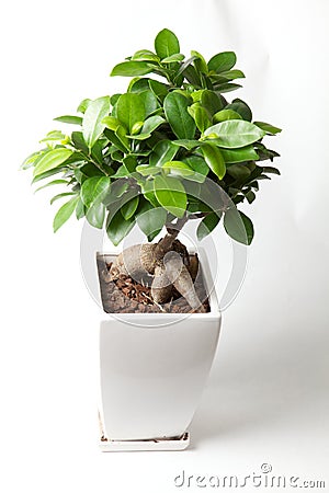 Bonzai Tree Royalty Free Stock Image - Image: 21643636