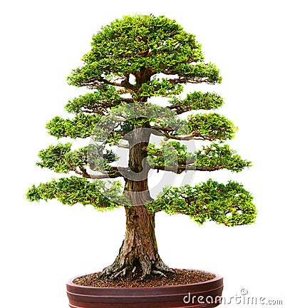 Bonzai tree Stock Photo