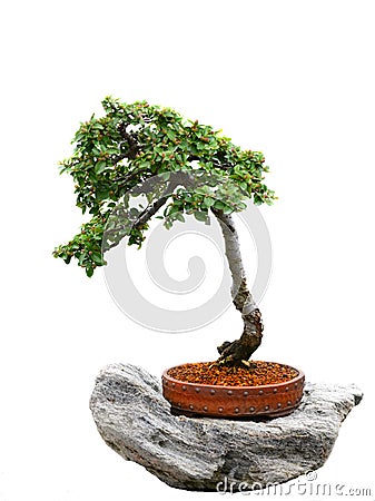 Bonzai tree Stock Photo