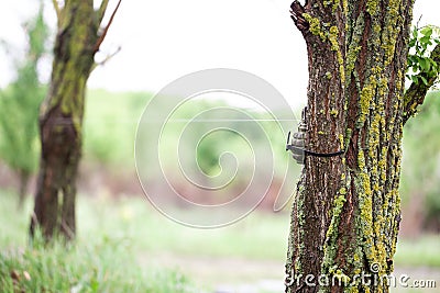 Booby Trap IED with tripwire Stock Photo