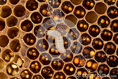 Bood comb and wax moth larvae Stock Photo