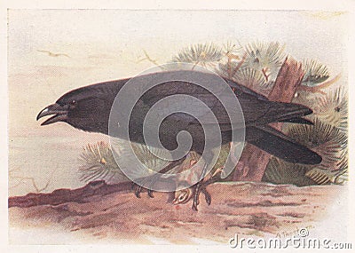 Vintage illustration of a Carrion Crow bird Editorial Stock Photo