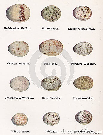 Vintage illustration of bird eggs Editorial Stock Photo
