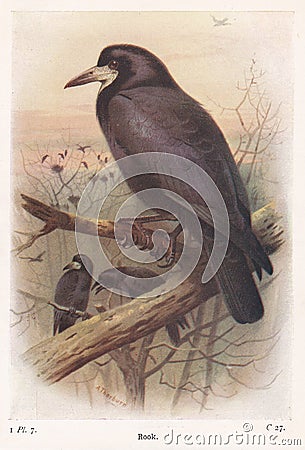 Vintage illustration of a Rook bird Editorial Stock Photo