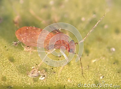 Booklice. Nymph Stock Photo