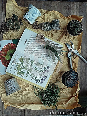 Books, succulent, decoupage pot on gardening stilllife Stock Photo