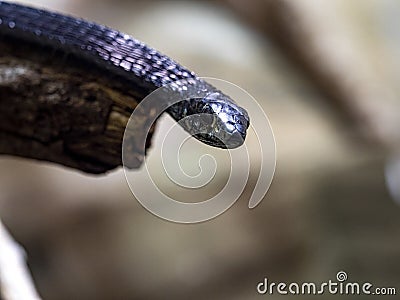 Boomslang, Dispholidus typus, normally green, has posterior venomous teeth Stock Photo