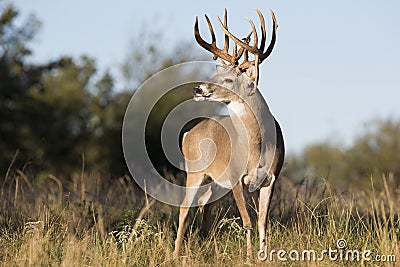 Boone and Crockett drop tine buck Stock Photo