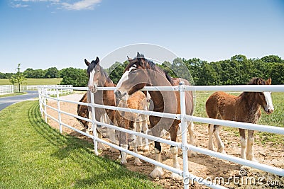 Boonville, MO - May 30, 2017: A group of mares and young Clydes Editorial Stock Photo