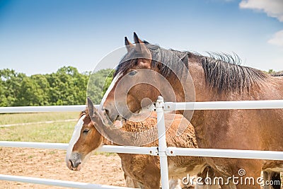 Boonville, MO - May 30, 2017: A mother and young Clydesdale bei Editorial Stock Photo