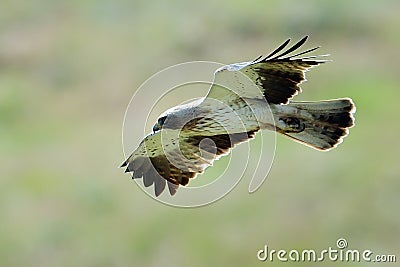 The Booted Eagle (Aquila pennata) Stock Photo