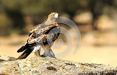 Booted eagle with prey in its claws Stock Photo