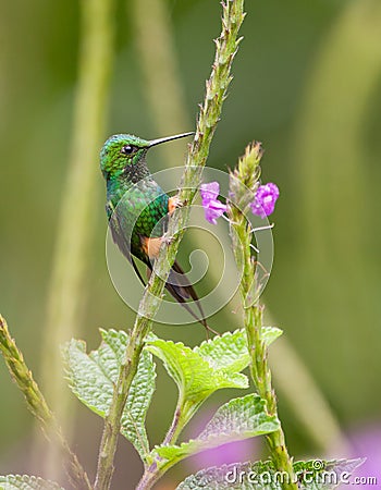 A Booted Racket-Tail Hummingbird Stock Photo