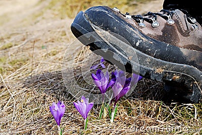 Booth crushing crocus flowers Stock Photo