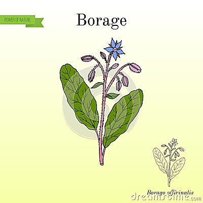 Borage Borago officinalis , or starflower, culinary and medicinal plant Vector Illustration