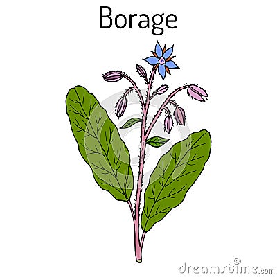 Borage Borago officinalis , or starflower, culinary and medicinal plant Vector Illustration