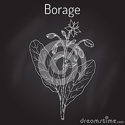 Borage Borago officinalis , or starflower, culinary and medicinal plant Vector Illustration