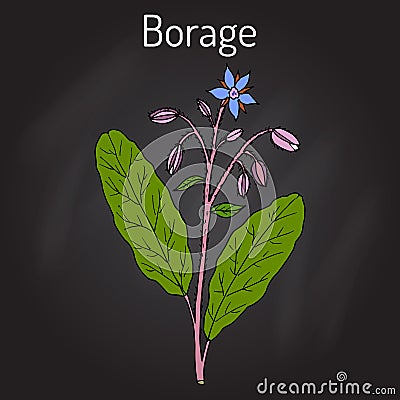 Borage Borago officinalis , or starflower, culinary and medicinal plant Vector Illustration