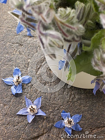 Borage, Herb Stock Photo