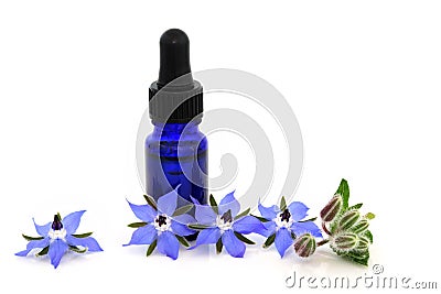 Borage Herb for Plant Based Herbal Medicine Stock Photo