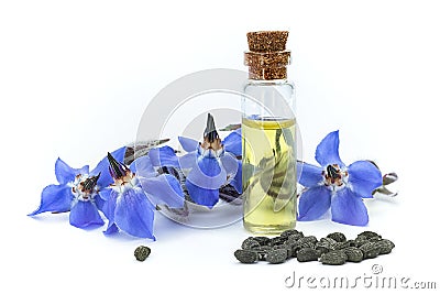 Borage oil Borago officinalis; flowers and seeds on white back Stock Photo