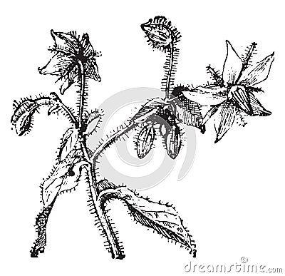 Borage or starflower, vintage engraving Vector Illustration