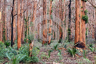 Boranup Karri Forest, Western Australia Stock Photo