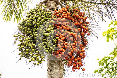 Borassus aethiopum, a socio-economic important agroforestry palm in Africa, showing with the beautiful fruits Stock Photo