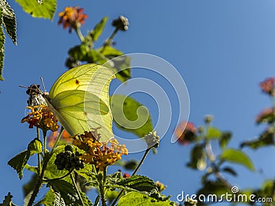 Butterfly and its texture Stock Photo